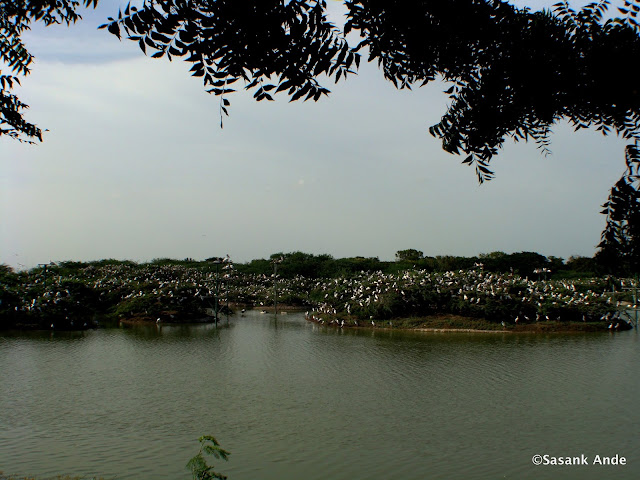 Best Bird Sanctuaries in South India|Uppalapadu Sanctuary.