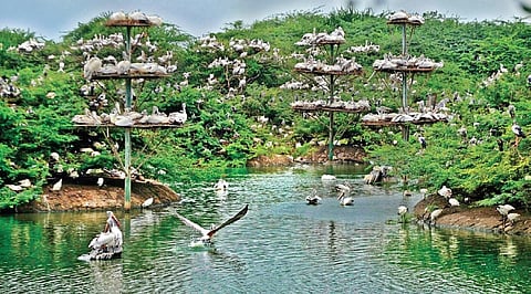 Best Bird Sanctuaries in South India|Uppalapadu Sanctuary.