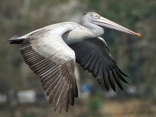 https://en.wikipedia.org/wiki/Uppalapadu_Bird_Sanctuary