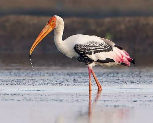 Best Bird Sanctuaries in South India|Uppalapadu Sanctuary.