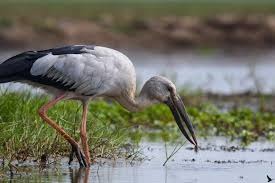 Best Bird Sanctuaries in South India|Uppalapadu Sanctuary.