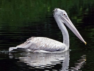 Best Bird Sanctuaries in South India|Uppalapadu Sanctuary.